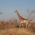 Sudafrica03 150