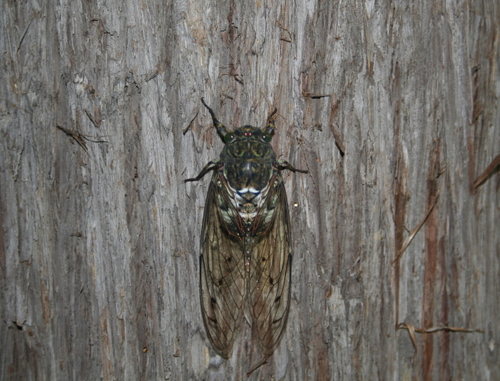 Die Familie will das Ungeziefer loswerden! The family want to get rid of the bug!