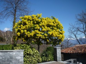 Mimose im Frühling/Mimosa in primavera/mimose in spring