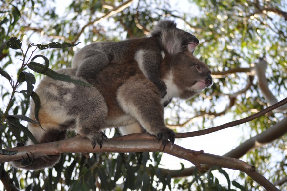 Koalas wählen anscheinend unter hunderten mehr oder weniger gifitiger Eukalyptus-Arten, die aus die ihnen bekommt!