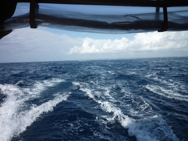 Können Fischzuchten die Lösung sein, wenn die Meere überfischt sind? 