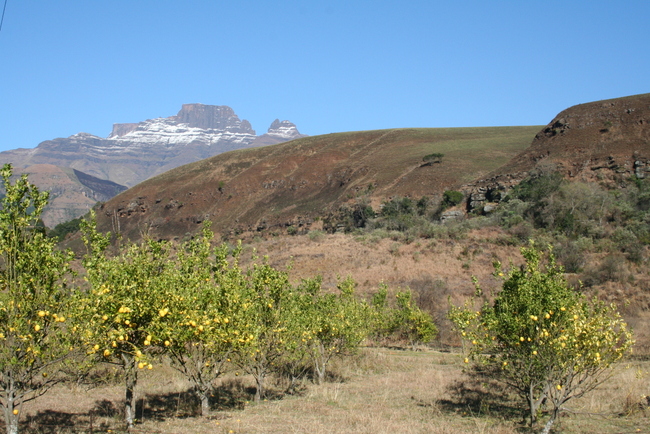 Dick Turner loves his soil and trees! F.Ramsauer