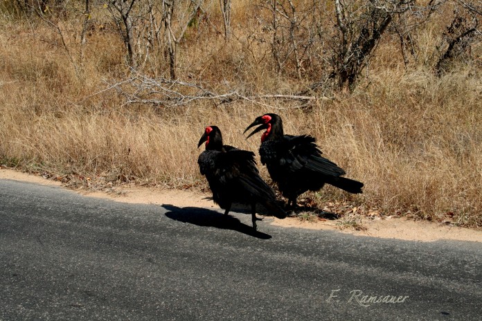 Ein glückliches Rabenpaar!