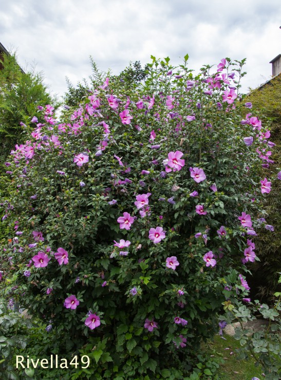 Things started to fall apart at home when my brother, Jaja, did not go to communion and Papa flung his heavy missal across the room and broke the figurines on the étagère.