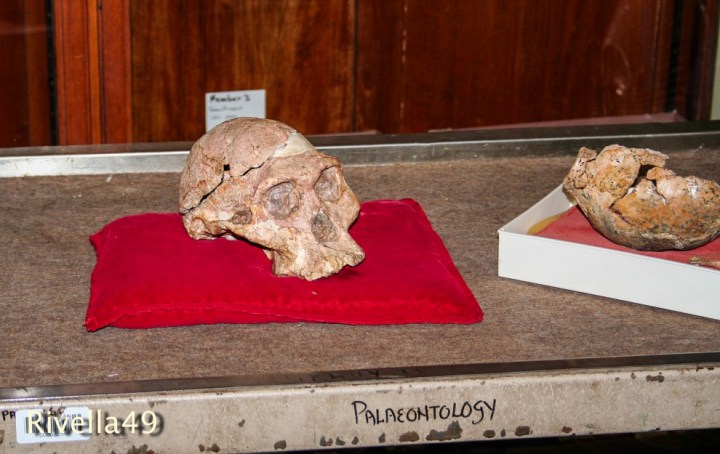 Schädel/teschio/"Mrs.Ples", the nickname of the most complete skull of an australopihecus africanus found in South Africa. Let's hope in a peaceful future for the human being!