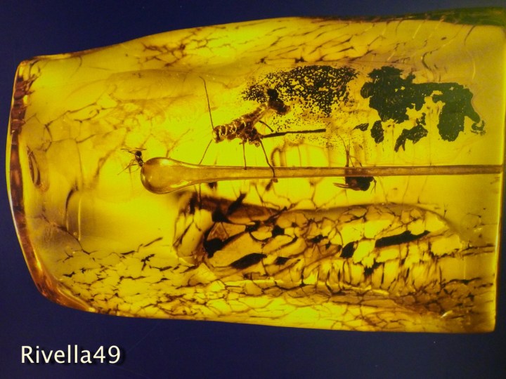 Bernstein mit Inklusionen/amber with inclusions/ambra con inclusioni