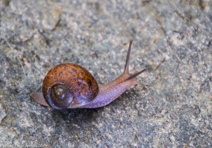 Schnecke/snail/chiocciola