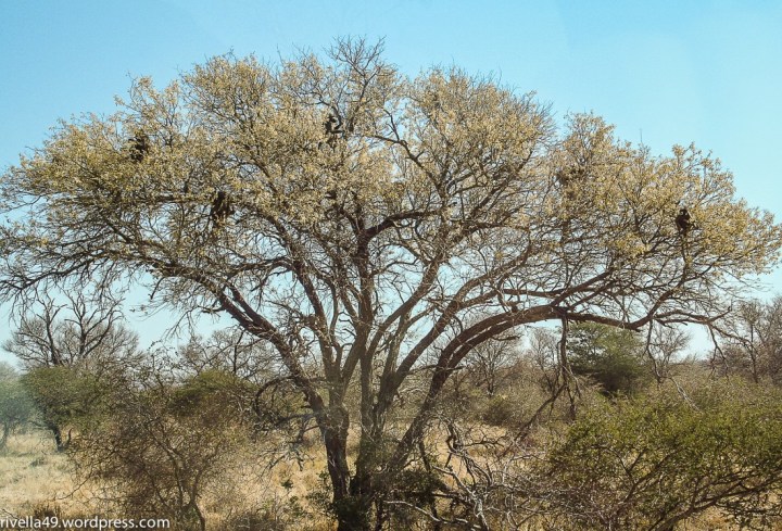In "The Mercent of Venice" by Sheakespeare, Shylock says: " I would not give it away (the ring) for a wilderness of monkeys.