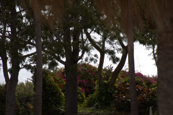 Nel Parco Nazionale Garajonay