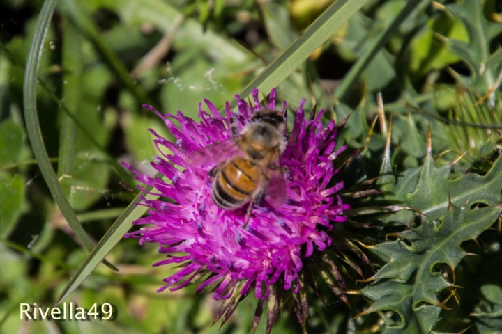 Bienen an der Arbeit/Working bees/api che stanno lavorando