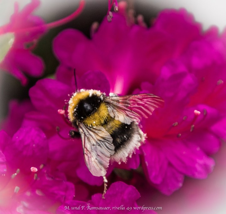 Biene an der Arbeit/Working bee/ape che sta lavorando