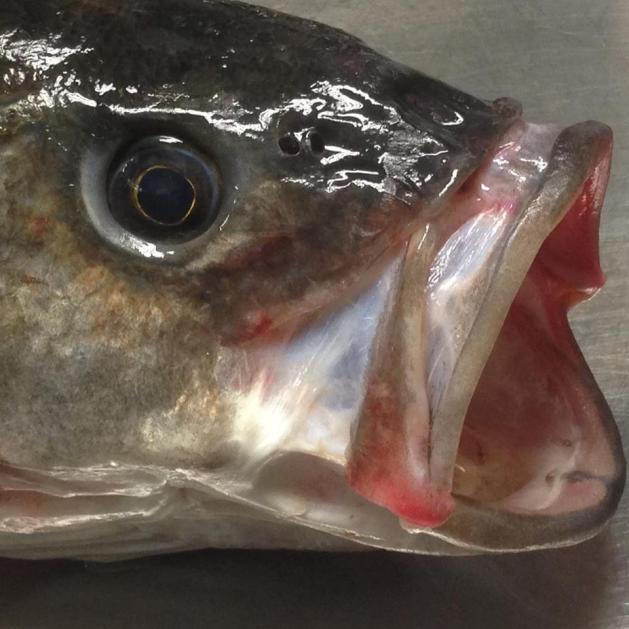 10646997_556546124484520_93159878144588329_n