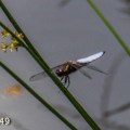 IMG_0196