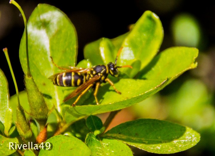 "Se non riesci ad uccidere un uomo, bene- se non riesci ad uccidere una mucca oppure uccelli, meglio ancora. Se non riesci ad uccidere pesci o insetti, molto bene. Cerchi di fare il tuo meglio. Non meditare troppo su quanto è possibilie. Fai quello che può fare con le proprie forze. "If you cannot kill a man- well; if you cannot kill cattle or birds, all the better,neither fish nor insects, very good.Try to do as best as you can. Don't brood over about what is possible and what is not. Do what you can achieve with your own strength. „Wenn Du keinen Menschen töten kannst - gut; kannst Du kein Vieh und keine Vögel töten - noch besser; keine Fische und Insekten - noch besser. Bemüh Dich, soweit wie möglich zu kommen. Grüble nicht, was möglich ist und was nicht. Tu, was Du mit Deinen Kräften zustande bringst. Darauf kommt alles an.“ ―Leo Tolstoi