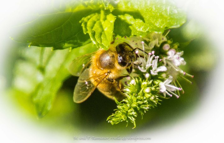 It is human nature to exchange not only goods but also ideas, assistance and favours out of sympathy. It is these exchanges that guide men to create solutions for the good of the community. ADAM SMITH