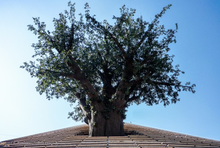 Es wäre schön, wenn jemand anfangen würde eine Geschichte über diesen Baum zu erzählen! It would be great, if somebody start to tell a story based on this tree! Sarebbe stupendo, se qualcuno di voi comminciasse di raccontare una storia basandosi su questo albero.:):):)