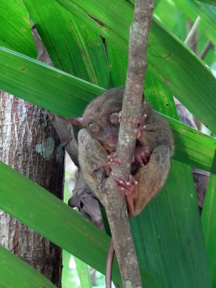 Die Koboldmakis (Tarsiidae) sind eine Familie der Primaten. Es sind kleine, nachtaktive, baumbewohnende Tiere, die auf den südostasiatischen Inseln verbreitet sind.