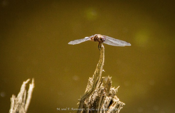 In fatto di crescità, le piante arrivno a mettere in ombra perfino gli animali!