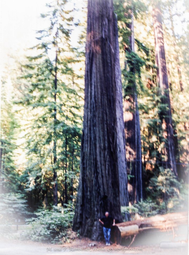 In the Sequoia Park in the north of California/ 