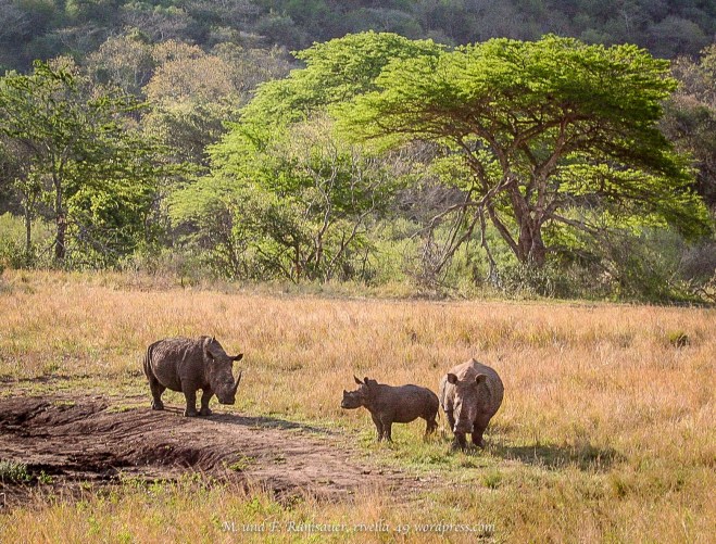 unbenannt (115 von 261)