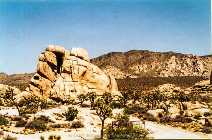 Il Joshua Tree parco in California del sud si incontra con il deserto Moraja, dove Cheryl ha iniziata la sua grandissima camminata.