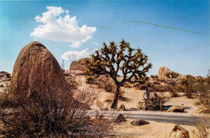 Cheryl started her PCT in the Mojave desert, where it meets the Joshua Tree National Park. This is exactly where I have been!!